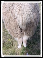 Alpaca Butt