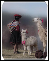 Alpacas and owner